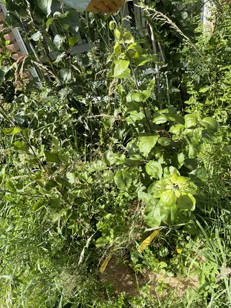 Foto treephoto-ywhtwy1dy55psukn7enrnvqd.jpeg