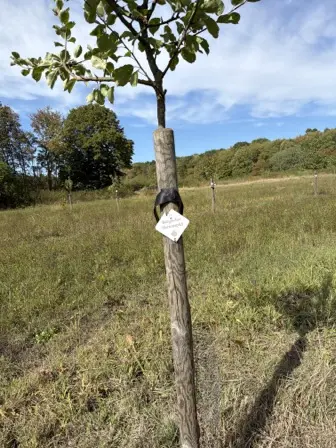 Foto treephoto-kb0vuunx18z2if0m7y5joa81.jpeg