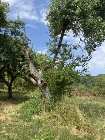 Foto treephoto-aqdcyerpq5b54oztaxc7df7m.jpeg