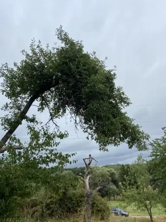 Foto treephoto-f2ti2dtob6lexd452t5po8az.jpeg
