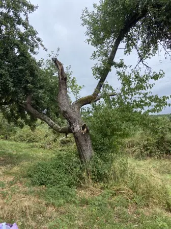 Foto treephoto-h3w2ekt9xqqmwd2ss3vgete4.jpeg