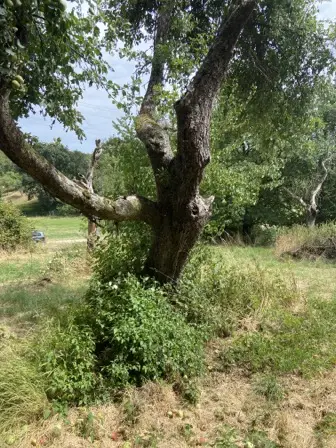 Foto treephoto-hw8yq7509iixx8f13b80pud1.jpeg