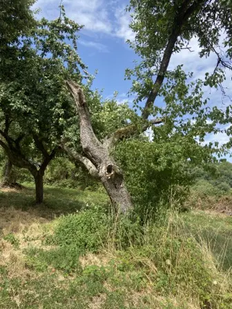 Foto treephoto-kps1l41i6vsl5ocv08fyerdm.jpeg