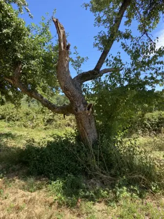 Foto treephoto-n3zsde3ms75bshhy92emf3or.jpeg