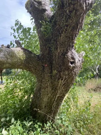 Foto treephoto-ojfgndbeflhnz3zfj723pes6.jpeg