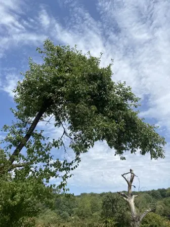Foto treephoto-qu3trjowp7pk1ubph8ujb8rh.jpeg