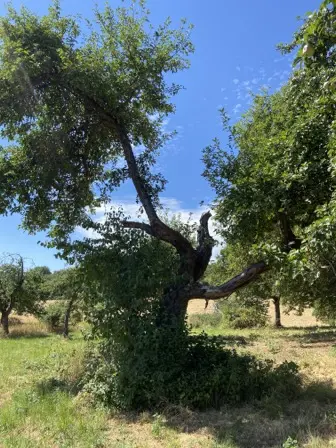 Foto treephoto-r1sb7jeecjki26d2grm1ukzx.jpeg