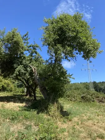 Foto treephoto-v2g29ygavsrvqqzd1kkmzhe2.jpeg