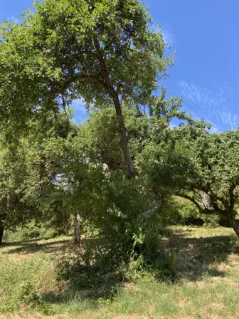 Foto treephoto-x431486lxlc1jnwvyam98as2.jpeg