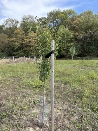 Foto treephoto-hvl7wlfai44j6ko3k1i2kpy0.jpeg