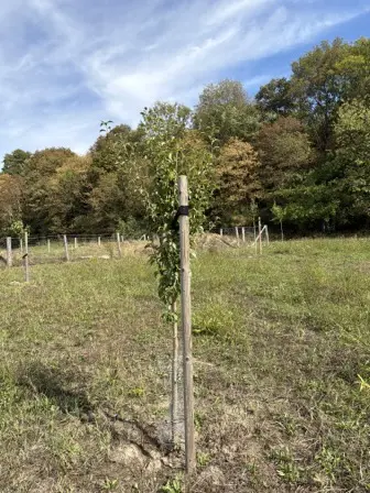 Foto treephoto-ra2s3lyxik4b3wewrjhh4n5n.jpeg