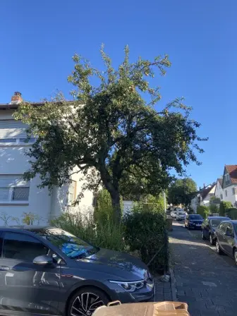 Foto treephoto-cseuunb2n2cf0myoinj7ldd1.jpeg