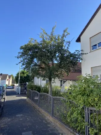 Foto treephoto-endhxlvzfkumbkdfqh22wdsk.jpeg