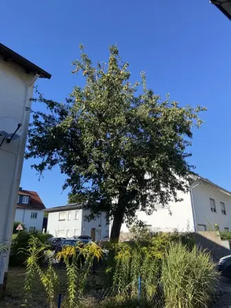 Foto treephoto-rb2coz9y3cm8c57dwyunvhqg.jpeg