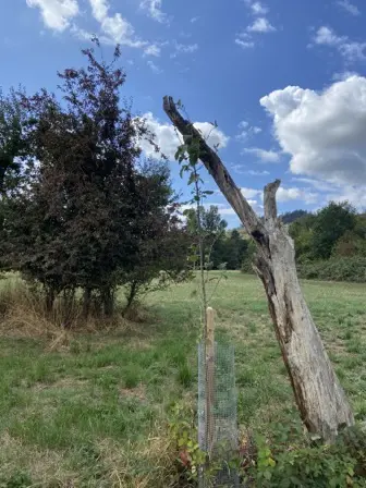 Foto treephoto-n816p2ln26bndsdmwxf296hf.jpeg
