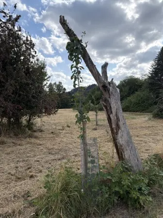 Foto treephoto-otvgmandu2trptferme845de.jpeg