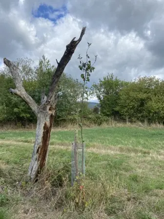 Foto treephoto-vioob1v508yl01yk214ba71q.jpeg