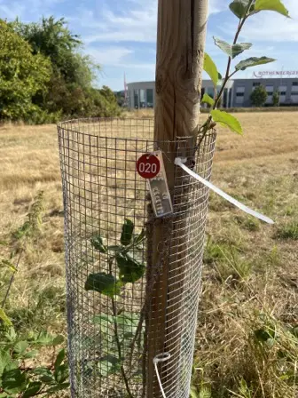 Foto treephoto-wz9awbhe1l5roerlso0jd3vw.jpeg