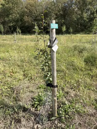 Foto treephoto-efxdslc1jh3n6q4knyq2490q.jpeg