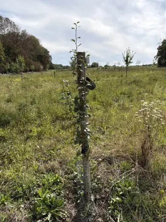 Foto treephoto-ry32cgy71jsxcuja9zerv4qd.jpeg