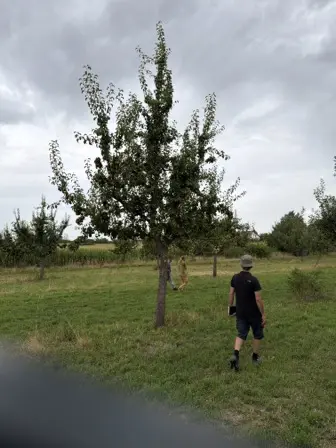 Foto treephoto-xgvqrmxix9hbh198hbd3rfkv.jpeg