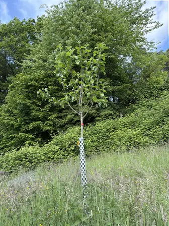 Foto treephoto-d5e7rcfckhj38dnz786ibwyr.jpeg