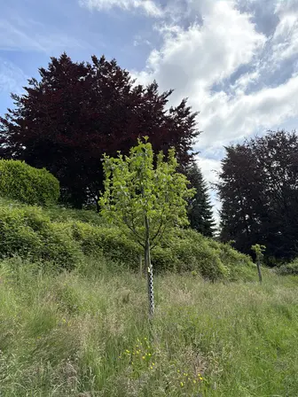 Foto treephoto-n2pnbkvmxbncx27auqcnobwz.jpeg