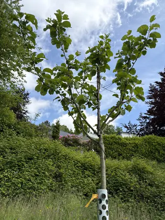 Foto treephoto-r33ud5y3a4x7mcqv2n38inby.jpeg