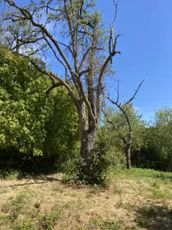 Foto treephoto-r6y9pq57hyjsm5jfiflxhghg.jpeg