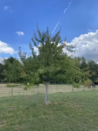 Foto treephoto-a2o2zhgrqpg98iil9n4yu0r2.jpeg