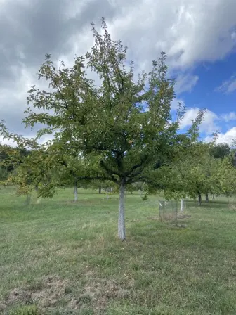Foto treephoto-d0qxoxitmu87z6znabvfj5b0.jpeg