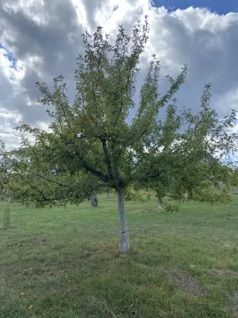 Foto treephoto-izn6slj5k4ng2ombpc2sfbci.jpeg