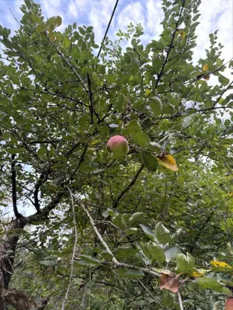 Foto treephoto-dkziafpy48gwionw7s0zzakr.jpeg