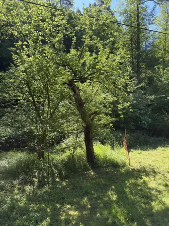 Foto treephoto-f4pdr3he9g6u7a96neiuw16l.jpeg