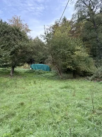 Foto treephoto-klzsxqsohx11fxtscqhk74ts.jpeg