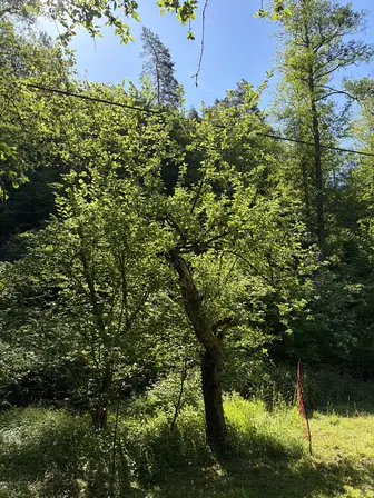 Foto treephoto-mukwafc5ddso0v40c1fdgr1z.jpeg