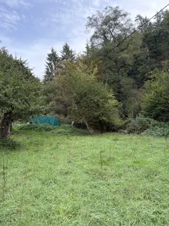 Foto treephoto-oxlf53z3so0wf5ncizkh7ncp.jpeg