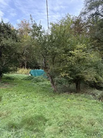 Foto treephoto-sfdbk5611bslny58pifw7dve.jpeg