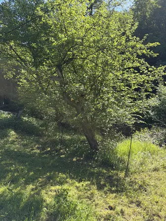 Foto treephoto-vbx7rnz413h0g10hysrcqg2w.jpeg