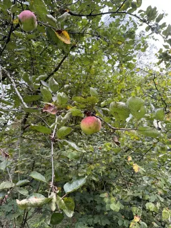 Foto treephoto-x74faxsms97bx8r1knzgkzrl.jpeg