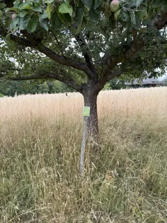 Foto treephoto-ejhudetnk5xibukf1jxch2rj.jpeg