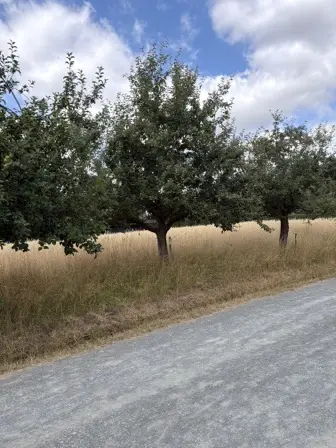 Foto treephoto-l8ifakausssh2hye4hivw9wm.jpeg