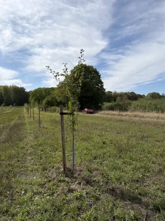 Foto treephoto-bloazq4aw8pxl6urmm35tby9.jpeg