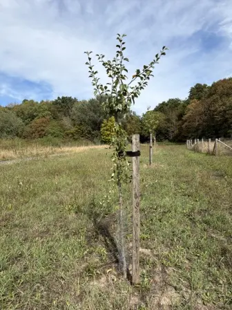 Foto treephoto-dt937lp9jbiproc4peq7vx45.jpeg