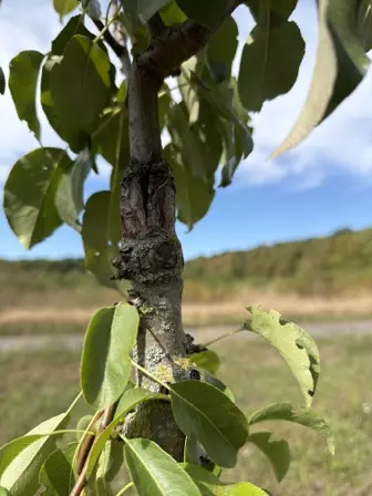 Foto treephoto-ga6wvkn2gcet0bciluajpsj3.jpeg
