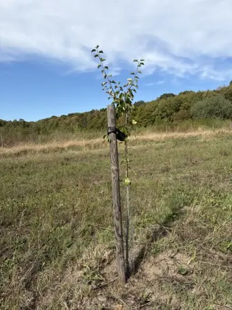 Foto treephoto-kas73lp3z9xq1iveqp2w3yaf.jpeg
