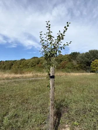 Foto treephoto-q2qgd7jo70kxvor0uo4xtfwt.jpeg