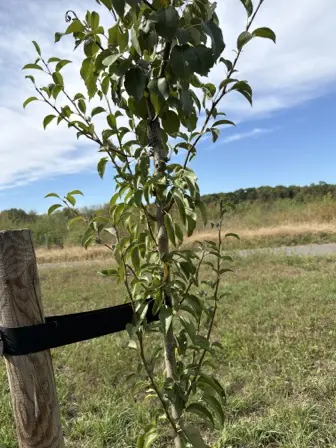 Foto treephoto-za62ac03ki2mrgdi7e45tfcb.jpeg