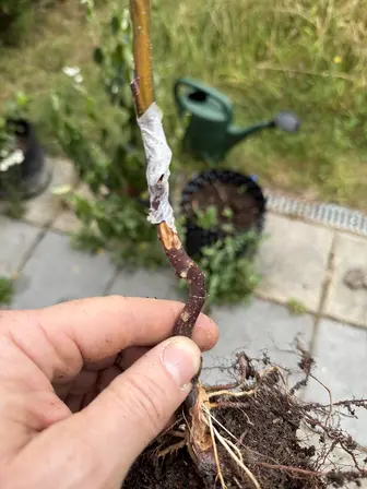 Foto treephoto-fvpmr8e9igptdth16588d172.jpeg