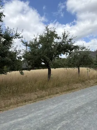 Foto treephoto-bnuln656w59etoc48zpbodo3.jpeg